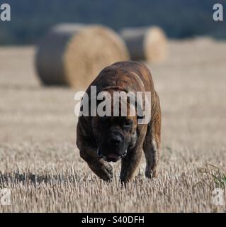 Südafrikanischer Boerboel. Afrikanischer Mastiff. Sommerernte. Stockfoto