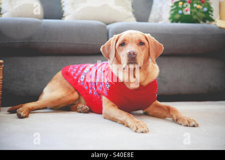 Labrador Retriever Hund trägt einen Weihnachtspullover drinnen Stockfoto