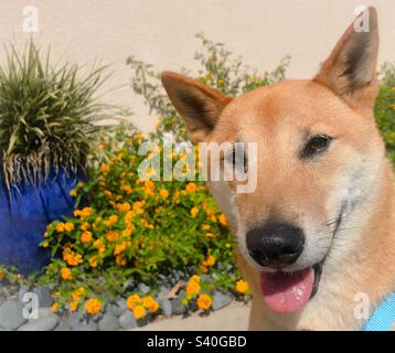 Shiba inu und Blumen Stockfoto