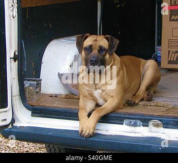 Südafrikanischer Boerboel. Afrikanischer Mastiff. Stockfoto