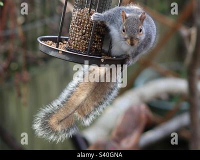 Eichhörnchen schwingen auf Vogelfutter Stockfoto