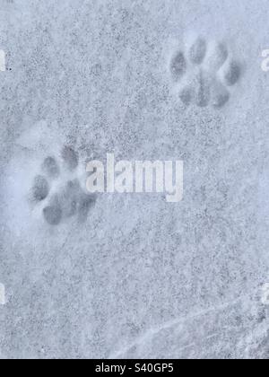 Katzenpfotenabdrücke im Schnee Stockfoto