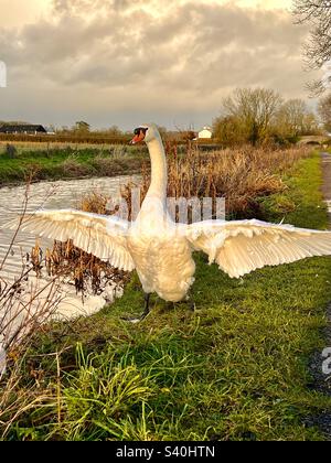 Der weiße stumme Schwan (Cygnus olor) schlägt große Flügel am Rand des großen westlichen Kanals bei Sonnenuntergang, Winter, Devon england Stockfoto