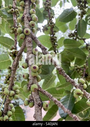 Früchte wachsen auf einem heiligen Feigenbaum Stockfoto
