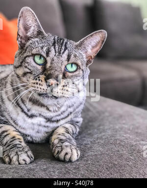 Schöne bengalische Katze, die auf der Couch liegt Stockfoto