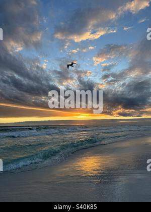 Die Silhouette der Möwen mit farbenfrohem Sonnenuntergang über der Emerald Coast am Golf von Mexiko Stockfoto