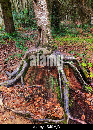 Silberbirke, die auf einem Baumstumpf im New Forest National Park wächst Stockfoto