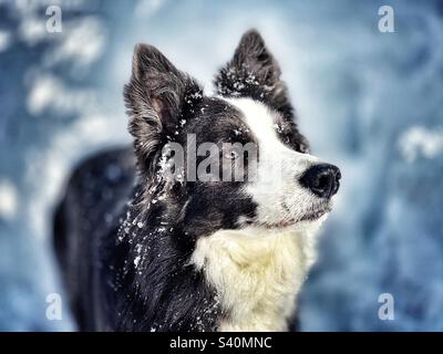 Border Collie im Schnee Stockfoto