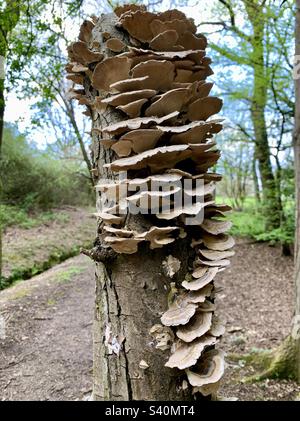 Pilze wachsen auf Baumstamm Stockfoto