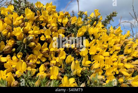 Gelber Gorse Stockfoto