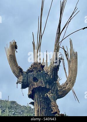 Aus nächster Nähe: Scarecrow Cactus hat eine Verbindung, Phoenix Mountain Preserve, Arizona Stockfoto