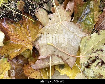 Kürzlich gefallene Ahornblätter sind feucht mit herabfallendem Graupel und Schnee. Das frische Regenwasser, das die Blätter bedeckt, bringt ihre Farbe und Textur zum Ausdruck. Stockfoto