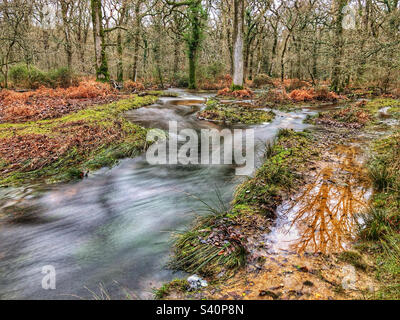 New Forest Winter Stream in Brockenhurst Hampshire Vereinigtes Königreich Stockfoto