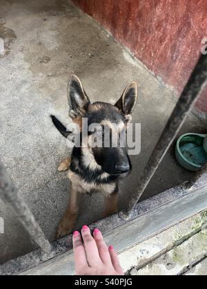 Süßer kleiner deutscher Schäferhund. Stockfoto