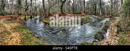 New Forest Stream im Januar, Brockenhurst Hampshire Vereinigtes Königreich Stockfoto