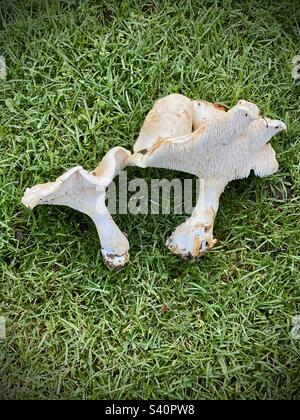 Hydnum Repandum, gemeinhin bekannt als Süßzahn, HolzIgel oder Igelpilz. Stockfoto