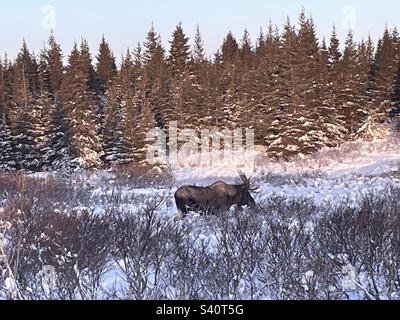 Stier Moose mit Geweih auf Weide Branche, Winter, Alaska Stockfoto