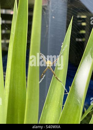 Argiope keyserlingi/St. Andrews Cross Spider im Internet Stockfoto