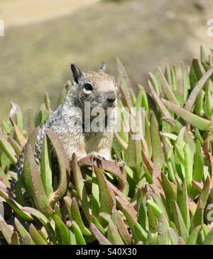 Eichhörnchen, das aus der Eispflanze schaut Stockfoto