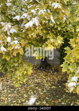 Ahornbäume im Herbst inmitten eines Schneesturms in Utah, USA. Stockfoto