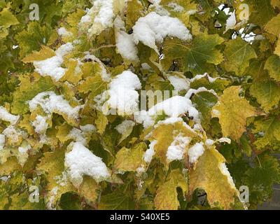 Ahornbäume im Herbst inmitten eines Schneesturms in Utah, USA. Stockfoto