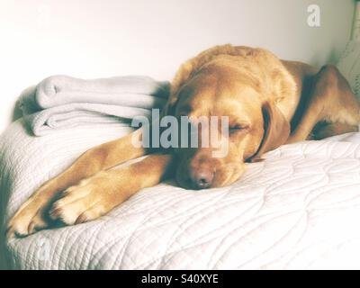 Ein Labrador Retriever Hund, der mitten am Tag auf einem bequemen Bett schläft Stockfoto