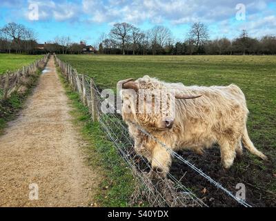 Eine Kuh aus dem Hochland weidet auf einem Feld in Dogmersfield in der Nähe der Flotte in Hampshire, England. Stockfoto