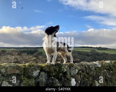 Fasane in der Luft. Englischer Springer Spaniel. Stockfoto