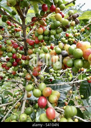 Kaffeebohnen in verschiedenen Reifungszuständen, die auf der Pflanze wachsen Stockfoto