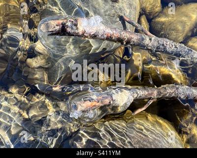 Zwei mit tropfenförmigem klarem Eis bedeckte Zweige in einem Fluss, in dem die Sonne auf untergetauchten Felsen und Algen reflektiert. Stockfoto