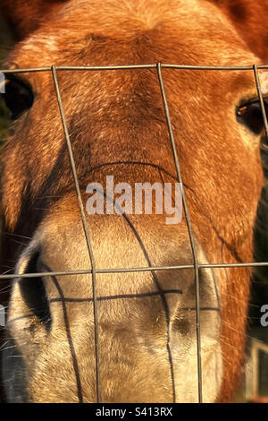 Eine Nahaufnahme eines isländischen Kastanienpferdes, dessen Nase gegen den Drahtzaun stößt. Stockfoto