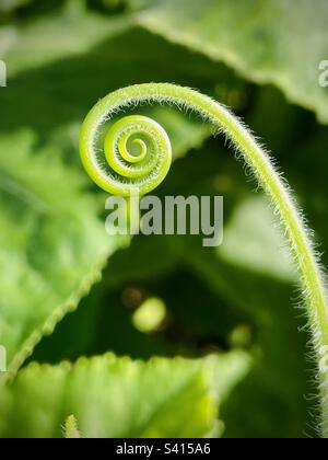 Nahaufnahme eines gerollten Farnblattes. Stockfoto
