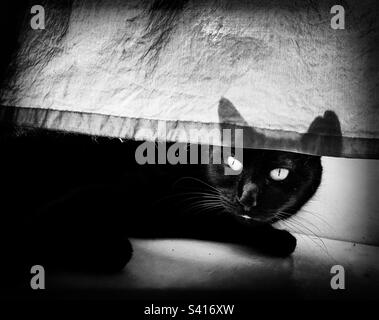 Schwarze Katze versteckt sich hinter einem weißen Vorhang Stockfoto