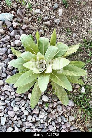 Mullein Verbascum thapsus (L.), das am Rand von Kies und Erde wächst Stockfoto