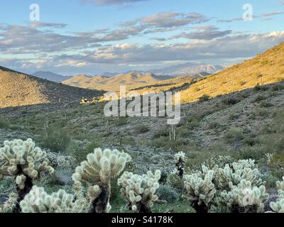 Desert Vista Trailhead, Sonoran Preserve, sanfte Abenddämmerung auf fernen Bergketten und bewölktem Himmel, Schatten über Wüstenhängen, Borsten hüpfende Cholla-Kakteen im Vordergrund Stockfoto