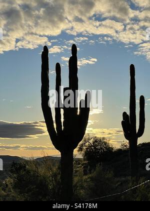 Zwei Silhouetten aus riesigen saguaro-Kakteen, Sonnenuntergang in Arizona, ein Glas Wolken mit untergehender Sonne, Desert Vista Trailhead, Sonoran Preserve, Phoenix, Arizona Stockfoto