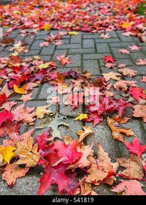 Leuchtend rote, orangefarbene und gelbe Ahornblätter im Herbst auf einem steinernen Gehweg Stockfoto