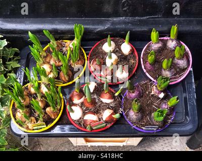 Frühlingsblüten von Tulpen-, Hyazinth- und Narzissenblüten Tête-à-tête-Daffodil-Zwiebeln in Töpfen zum Verkauf beim Floristen Stockfoto