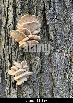 Austernpilze wachsen auf einem Baum in New Jersey, USA. Stockfoto
