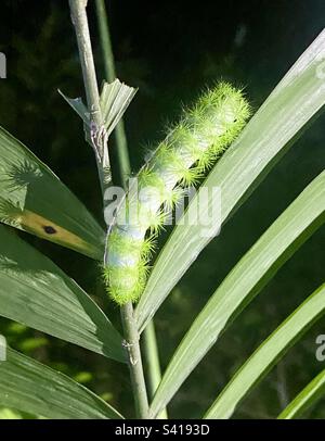 Eine ungewöhnliche grüne Raupe auf einem grünen Blatt bei Nacht im Costa-ricanischen Wald Stockfoto