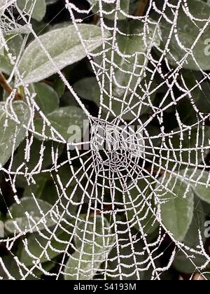 Ein gefrorenes Spinnennetz auf einer Hecke in London im Winter Stockfoto