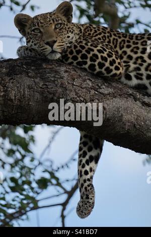 Leopard faulenzt im Baum Stockfoto