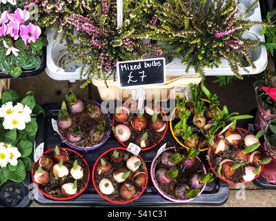 Frühjahrsprossen von Tulpen-, Hyazinth- und Narzissen-Daffodil-Zwiebeln in Töpfen zum Verkauf beim Floristen Stockfoto