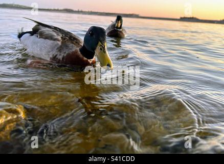 Enten schwimmen im See Stockfoto