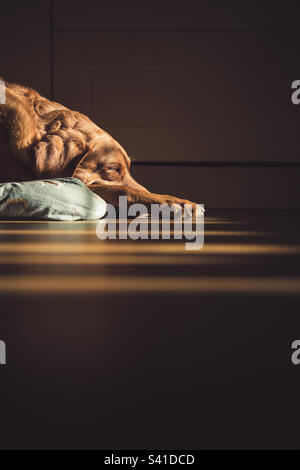 Schlafender Labrador Retriever-Hund, gebadet in Schächten von warmem Sonnenlicht aus einem Fenster in einem gemütlichen Zuhause Stockfoto