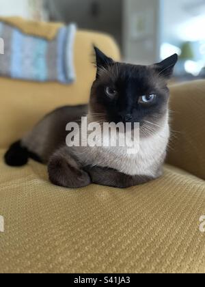 Katze auf Stuhl Stockfoto