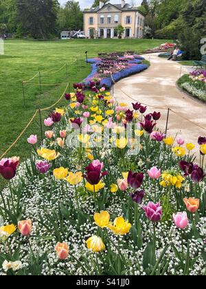 Tulpenblüten aus dem Botanischen Garten in der Genfer Schweiz Stockfoto