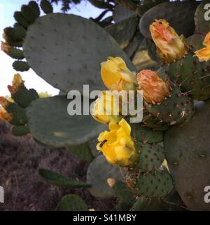 Stachelbirnen-Kaktus in Blume, Katalonien, Spanien. Stockfoto