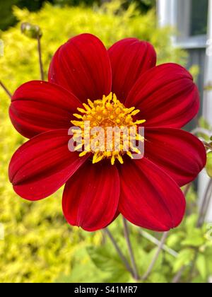 Nahaufnahme des mexikanischen Star Dahlia, einer roten Blume mit gelber Mitte Stockfoto