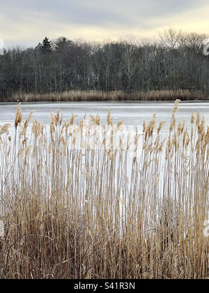 Eine Winterlandschaft aus Schilf neben einem gefrorenen Teich in Allendale, New Jersey, USA. Stockfoto